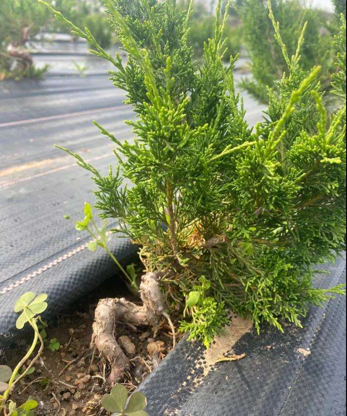 如皋小微盆景公司 年销售额达2000余万元