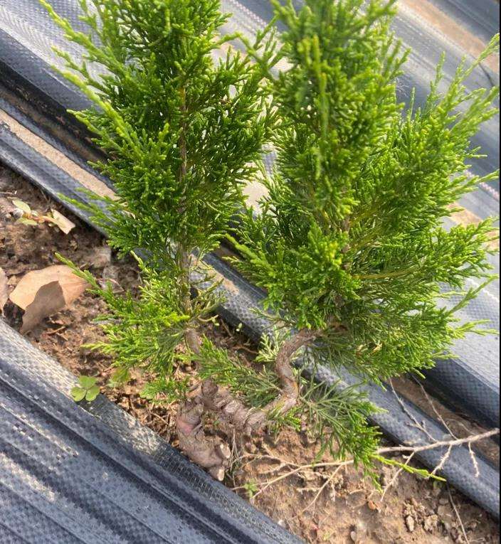 如皋小微盆景公司 年销售额达2000余万元