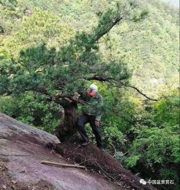 如皋小微盆景公司 年销售额达2000余万元