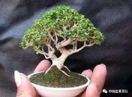 如皋小微盆景公司 年销售额达2000余万元