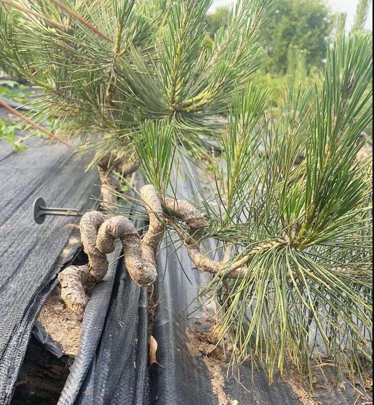 如皋小微盆景公司 年销售额达2000余万元