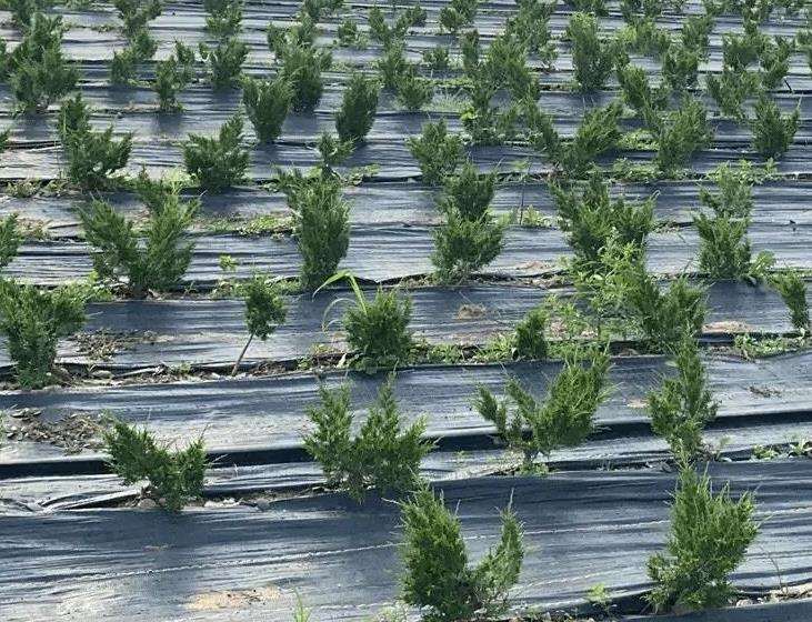 如皋小微盆景公司 年销售额达2000余万元