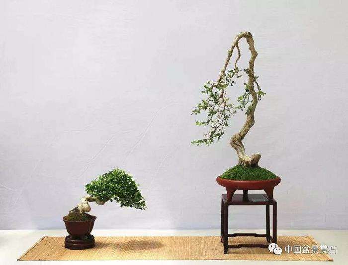 如皋小微盆景公司 年销售额达2000余万元