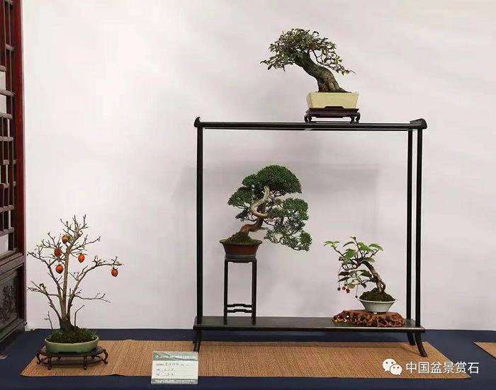 如皋小微盆景公司 年销售额达2000余万元