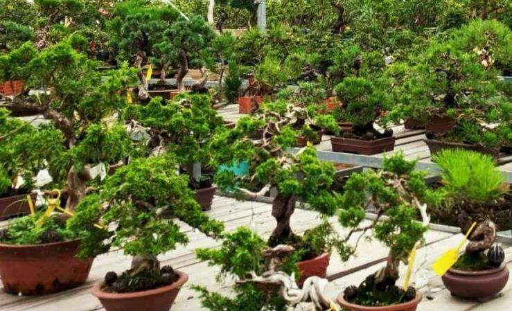 小微盆景的市场性及目前的市场状况