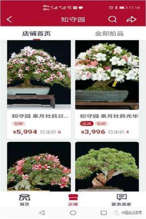 小微盆景的市场性及目前的市场状况