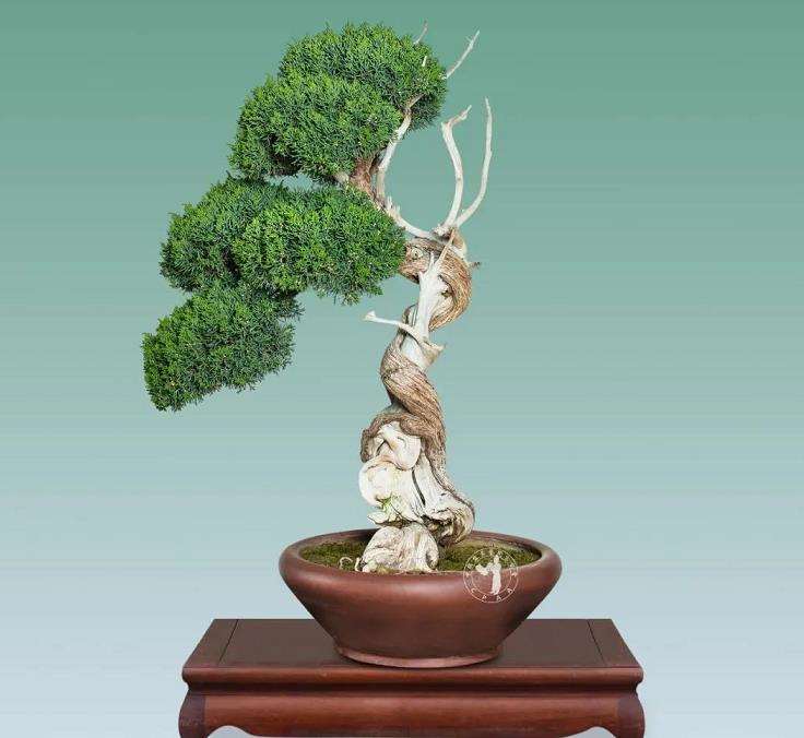 寿光 张永成的亚亨盆景园 图片