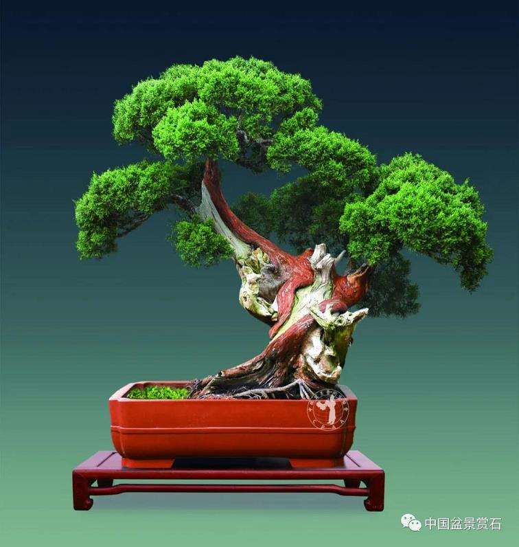 寿光 张永成的亚亨盆景园 图片