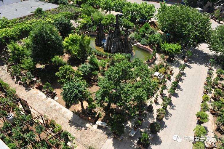 寿光 张永成的亚亨盆景园 图片