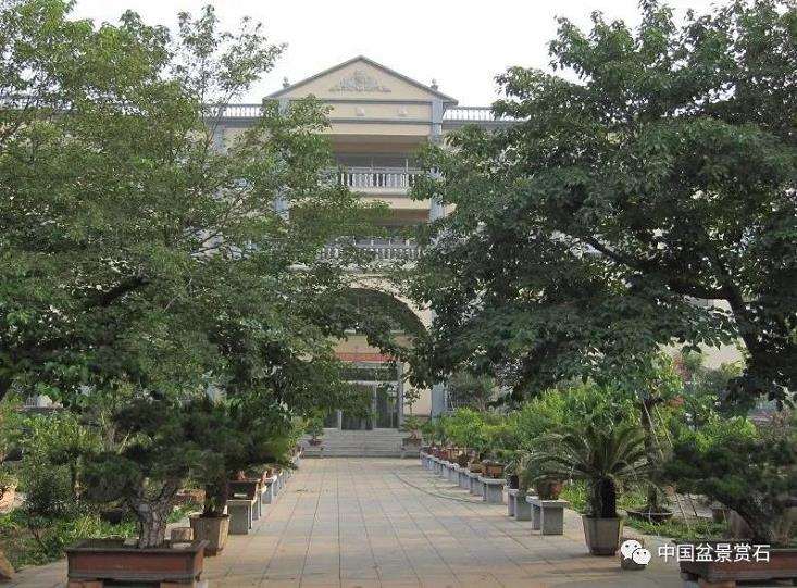 寿光 张永成的亚亨盆景园 图片
