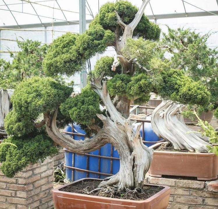 寿光 张永成的亚亨盆景园 图片