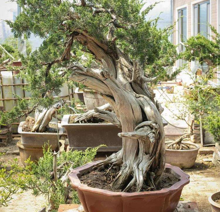 寿光 张永成的亚亨盆景园 图片