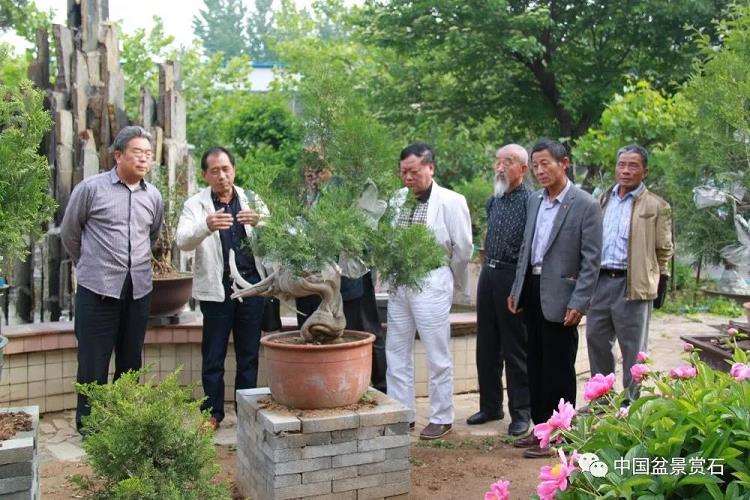 寿光 张永成的亚亨盆景园 图片