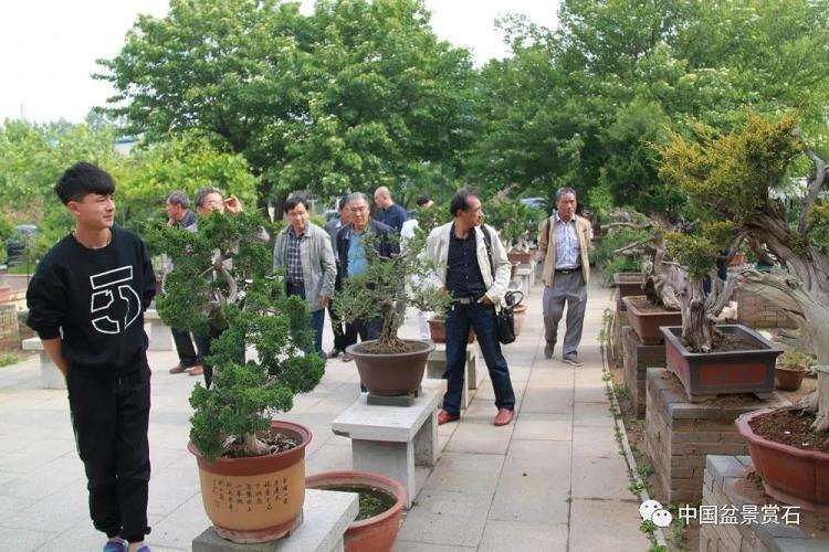 寿光 张永成的亚亨盆景园 图片