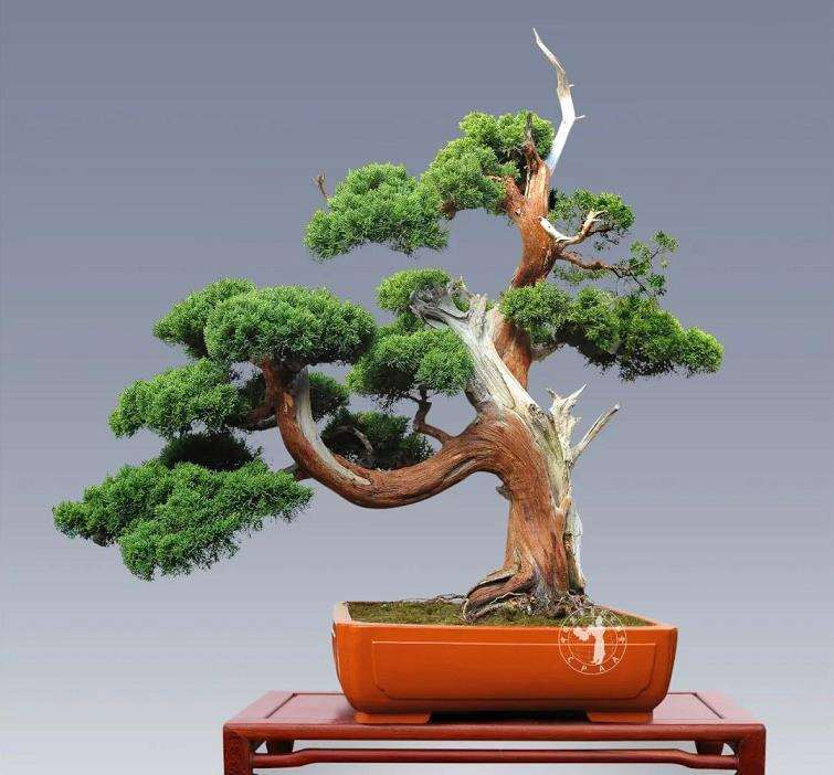 寿光 张永成的亚亨盆景园 图片