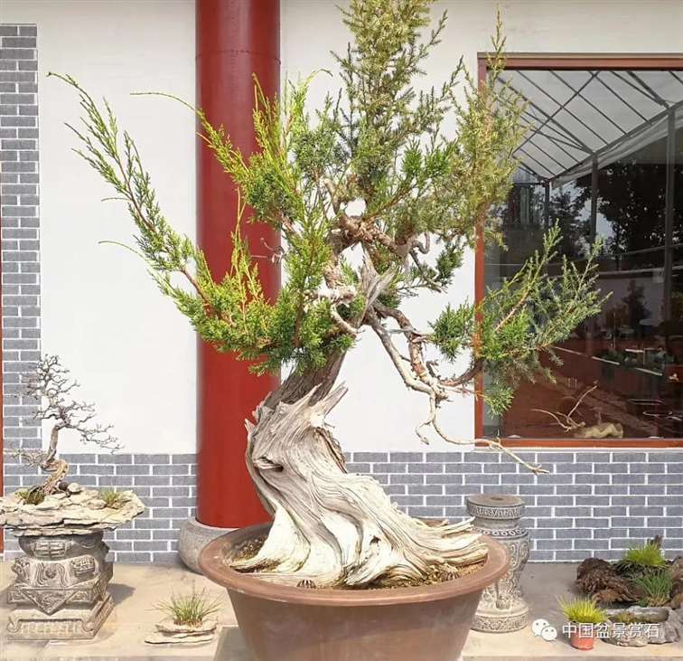 图解 真柏盆景怎么虚实相生的5个方法