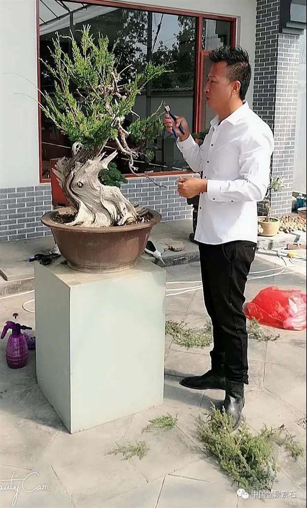 图解 真柏盆景怎么虚实相生的5个方法