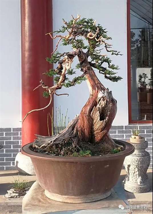 图解 真柏盆景怎么虚实相生的5个方法