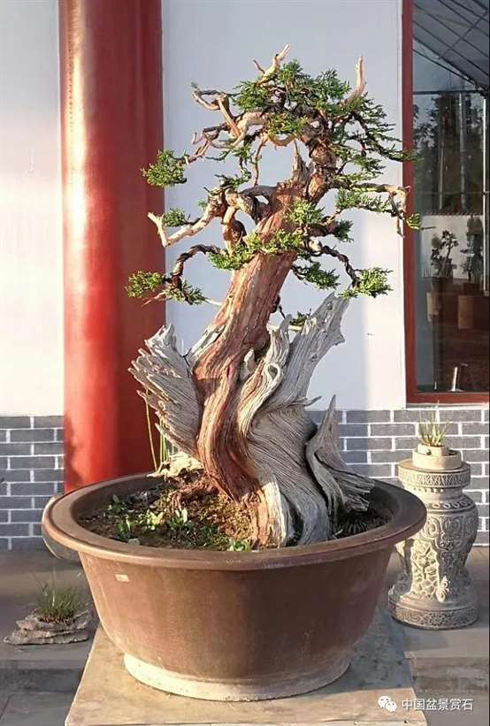 图解 真柏盆景怎么虚实相生的5个方法