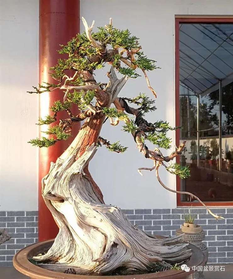 图解 真柏盆景怎么虚实相生的5个方法