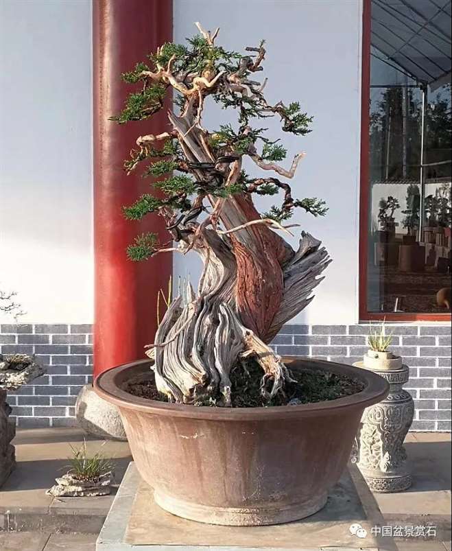 图解 真柏盆景怎么虚实相生的5个方法