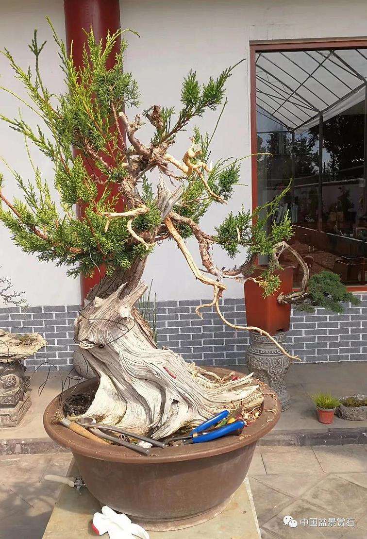 图解 真柏盆景怎么虚实相生的5个方法