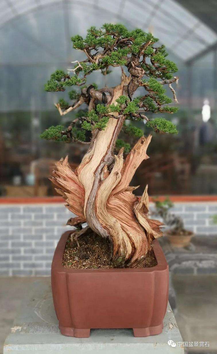 图解 真柏盆景怎么虚实相生的5个方法