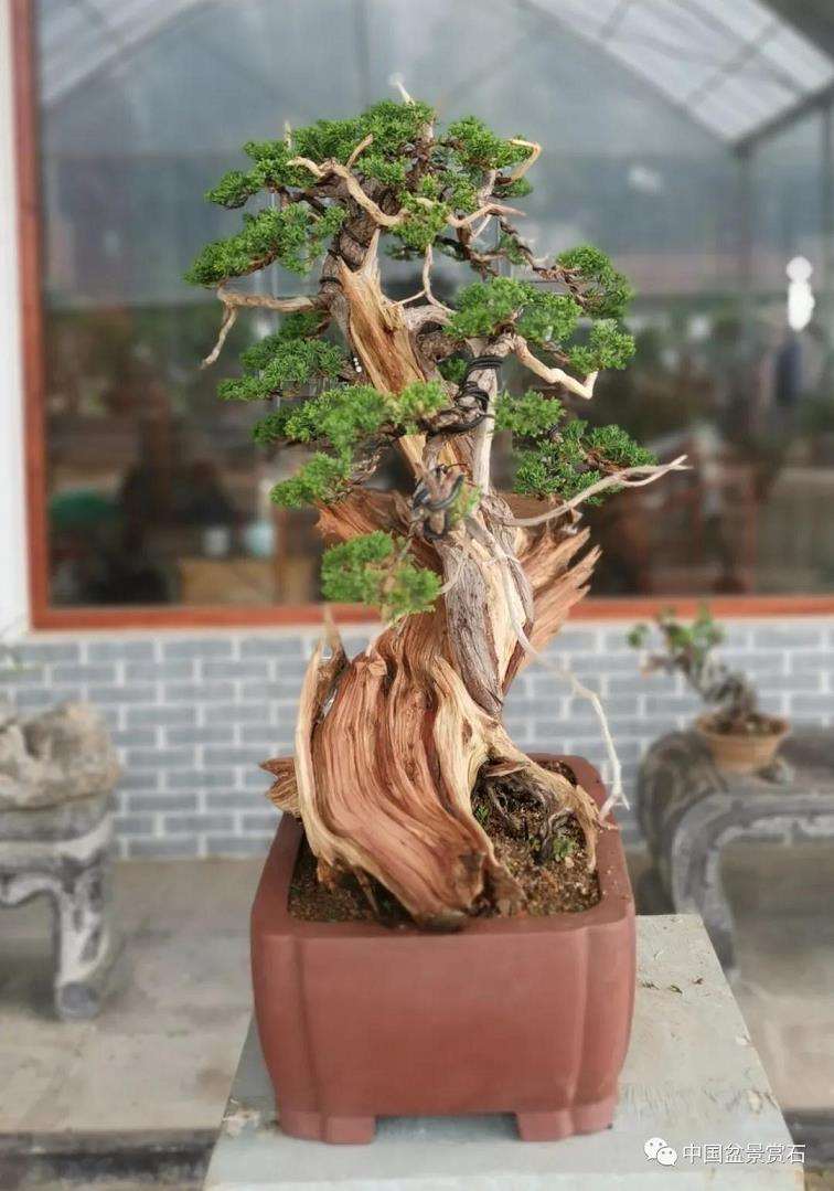 图解 真柏盆景怎么虚实相生的5个方法