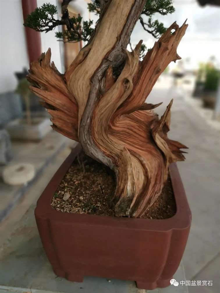 图解 真柏盆景怎么虚实相生的5个方法