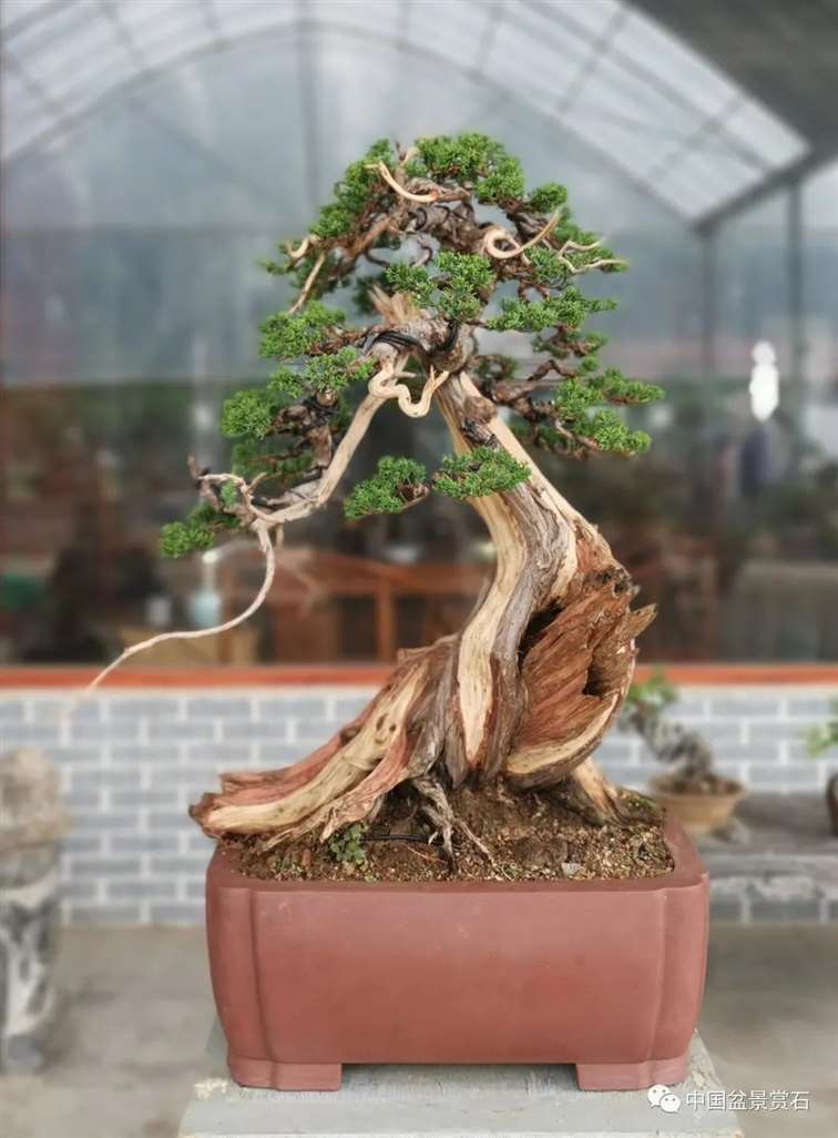 图解 真柏盆景怎么虚实相生的5个方法