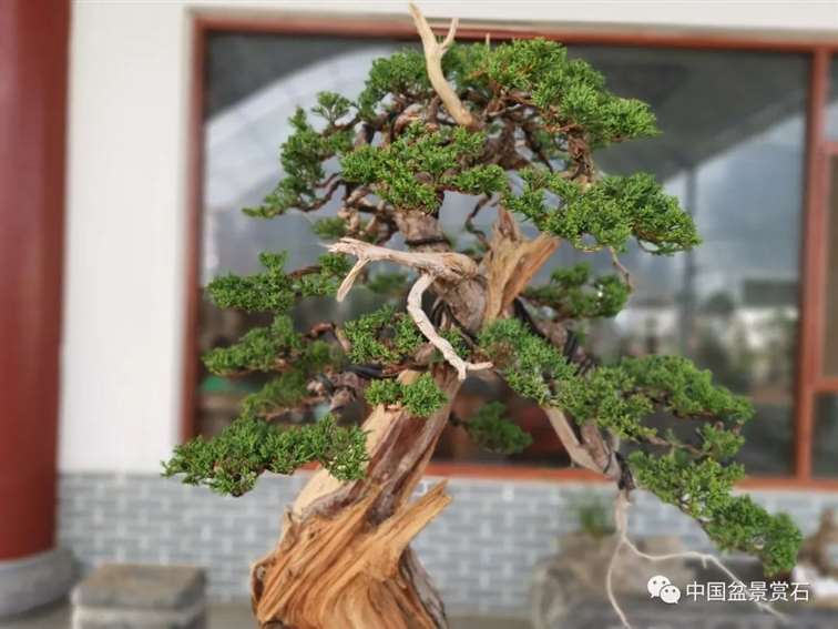 图解 真柏盆景怎么虚实相生的5个方法