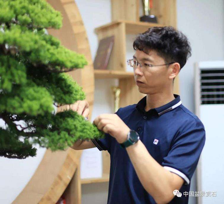 图解 真柏盆景制作前后 树相对比图