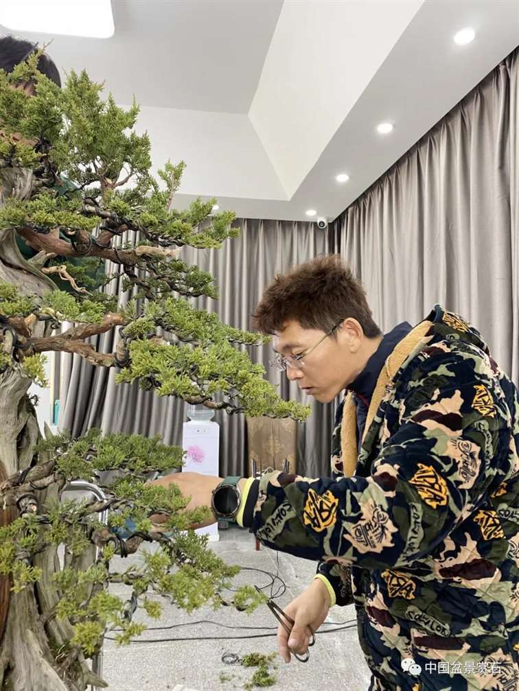 图解 真柏盆景制作前后 树相对比图