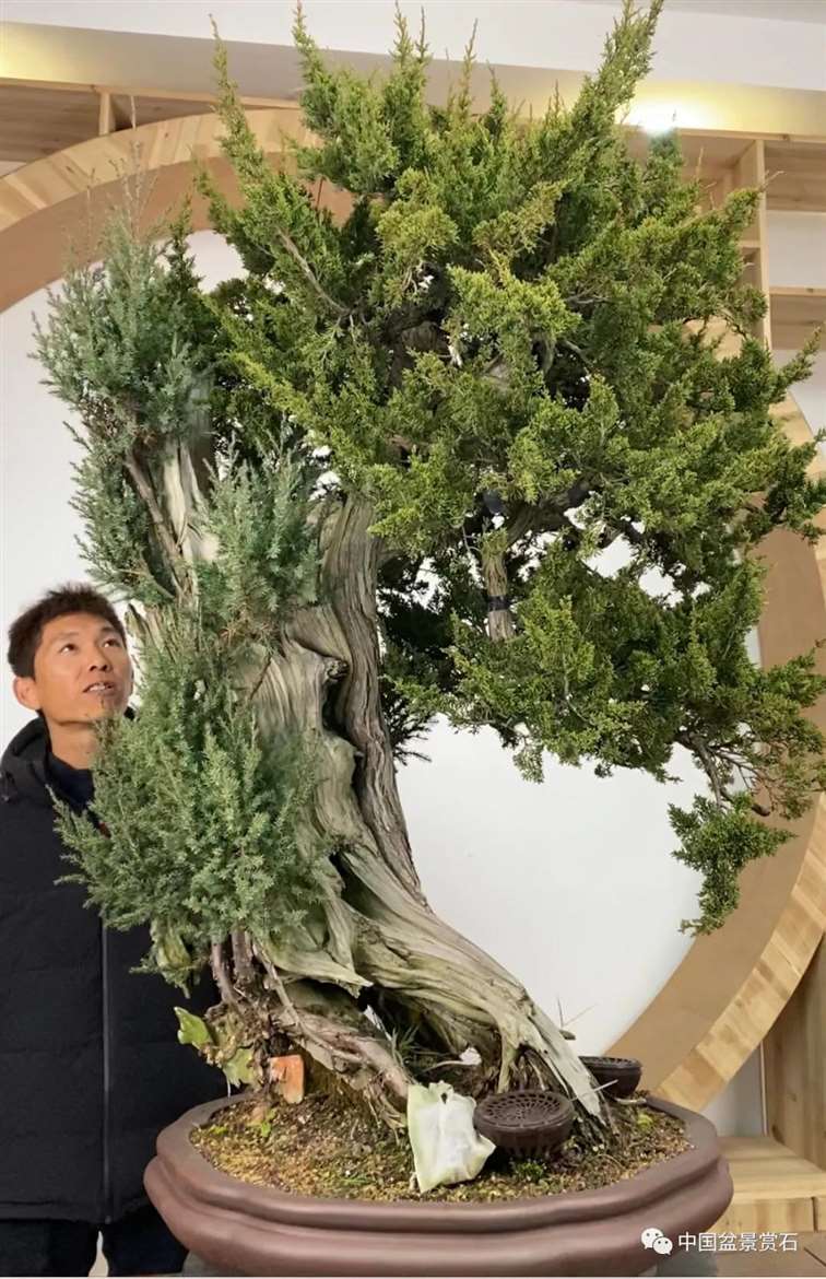 图解 真柏盆景制作前后 树相对比图