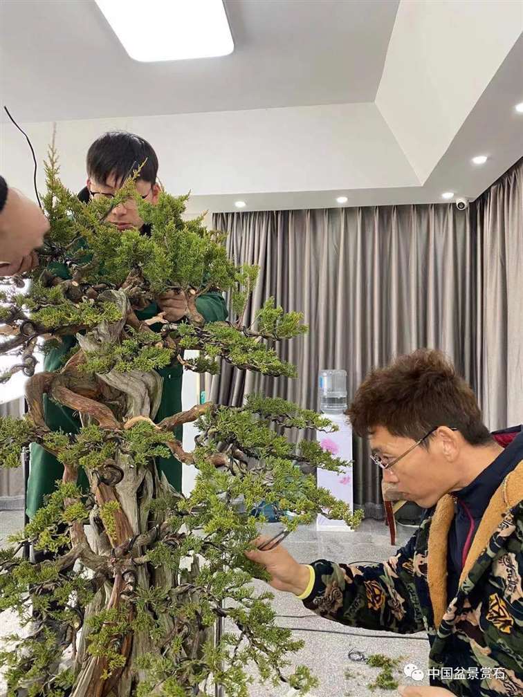 图解 真柏盆景制作前后 树相对比图