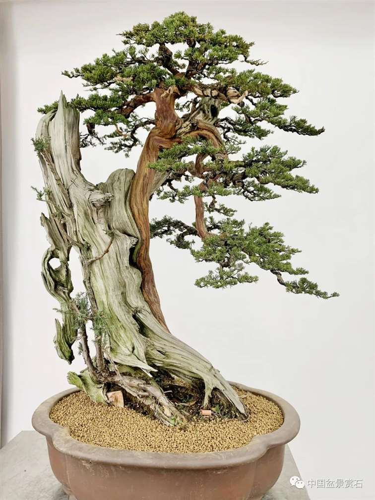图解 真柏盆景制作前后 树相对比图