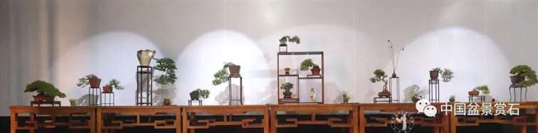小微盆景怎么布展 如何创新升级的5个建议