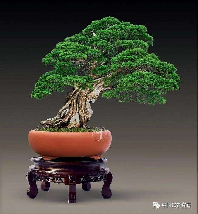 欣赏 汪传龙的真柏盆景《秦魂汉韵》