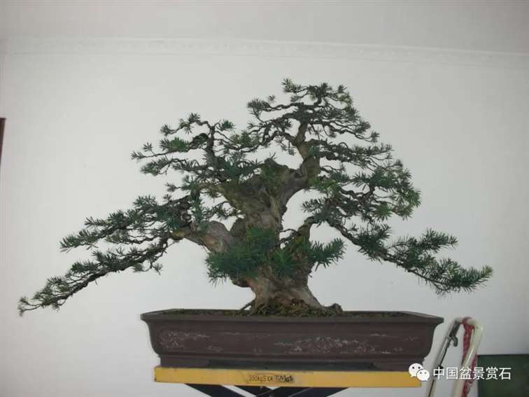 图解 罗汉松盆景10年怎么成型的过程