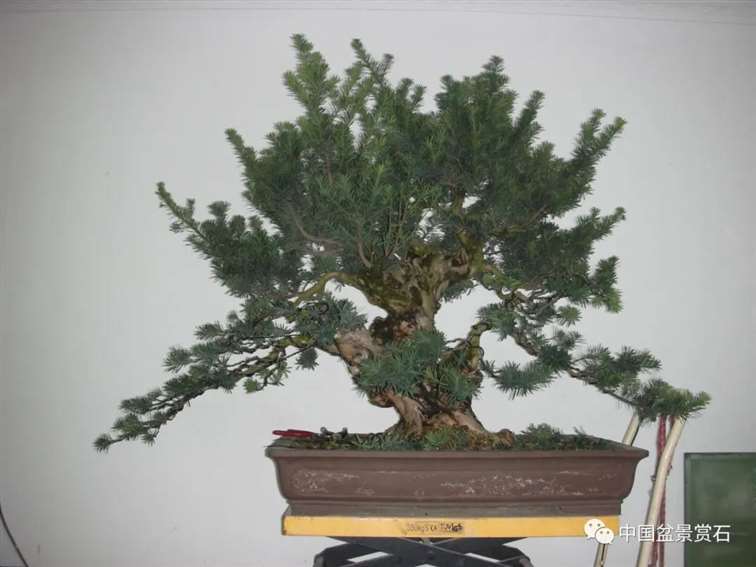 图解 罗汉松盆景10年怎么成型的过程