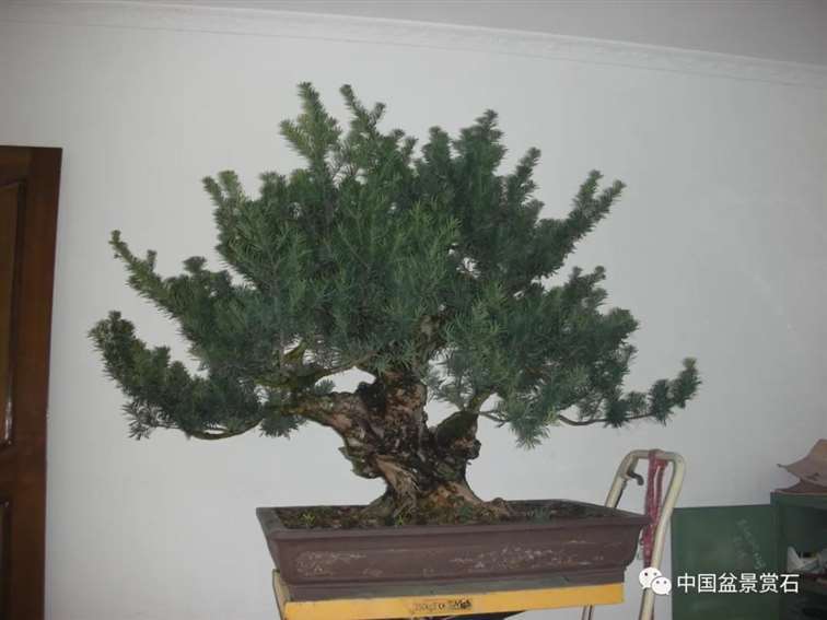 图解 罗汉松盆景10年怎么成型的过程