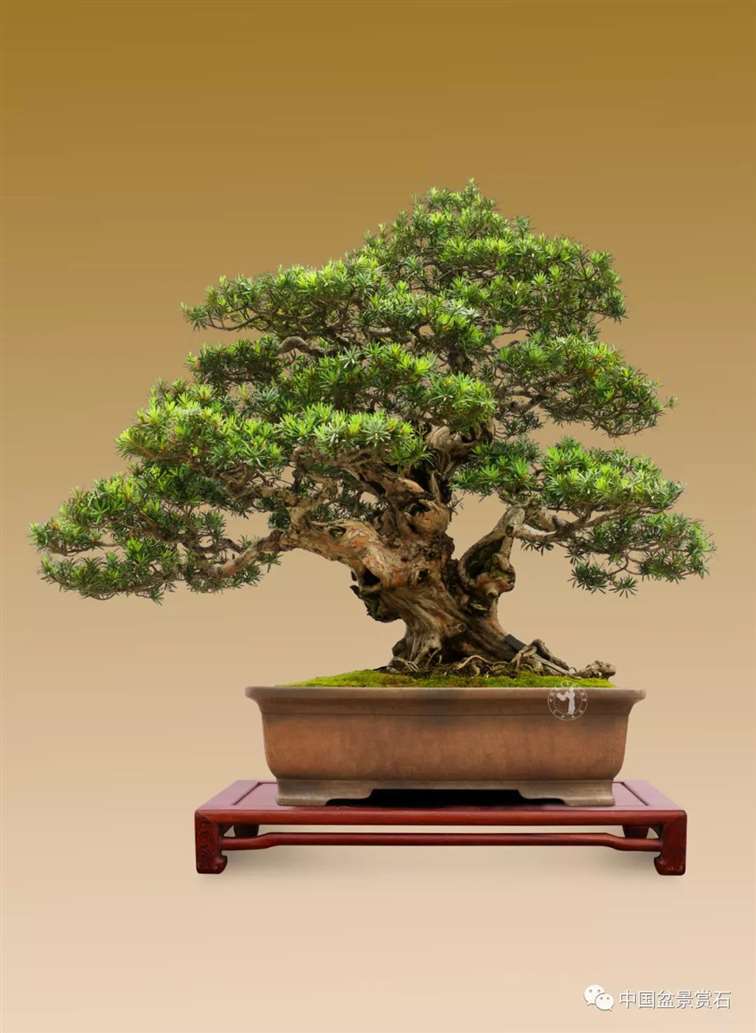 图解 罗汉松盆景10年怎么成型的过程