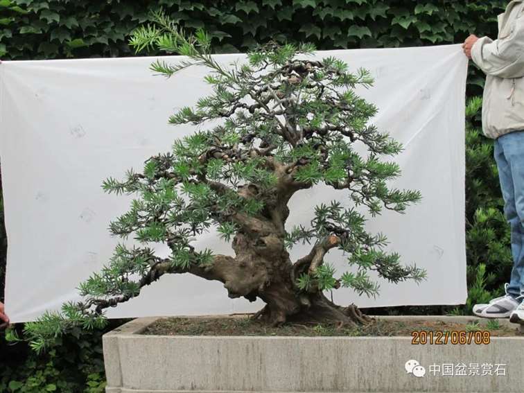 图解 罗汉松盆景10年怎么成型的过程