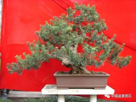 图解 罗汉松盆景10年怎么成型的过程