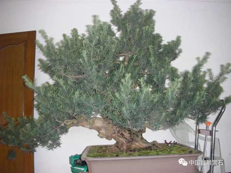 图解 罗汉松盆景10年怎么成型的过程