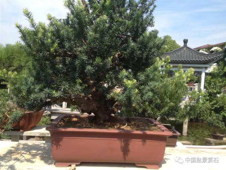 图解 罗汉松盆景10年怎么成型的过程