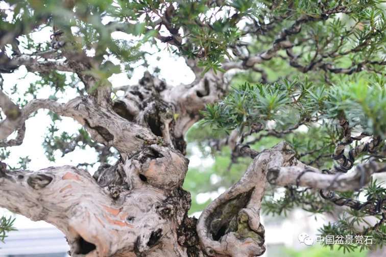 图解 罗汉松盆景10年怎么成型的过程