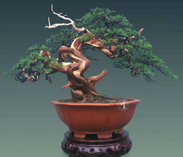 图解 真柏盆景怎么蟠扎制作的11个过程