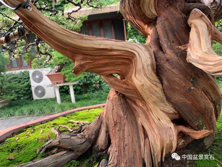 图解 真柏盆景怎么蟠扎制作的11个过程