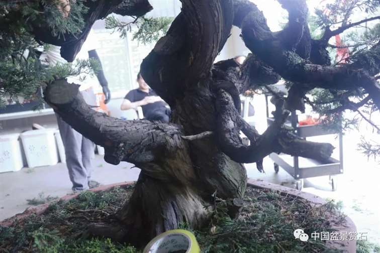 图解 真柏盆景怎么蟠扎制作的11个过程